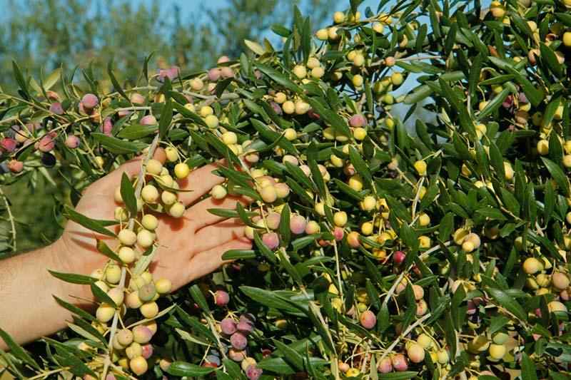 Agricultura de les garrigues aceite y aceituna
