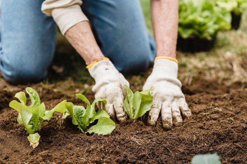 Agricultura ecologica en la ribera debre un sector en crecimiento