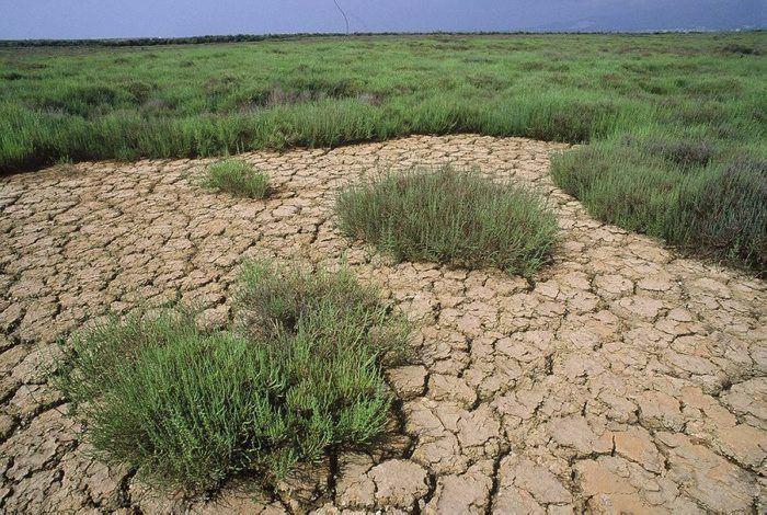 Agricultura en el delta del ebro entre tradicion y cambio climatico