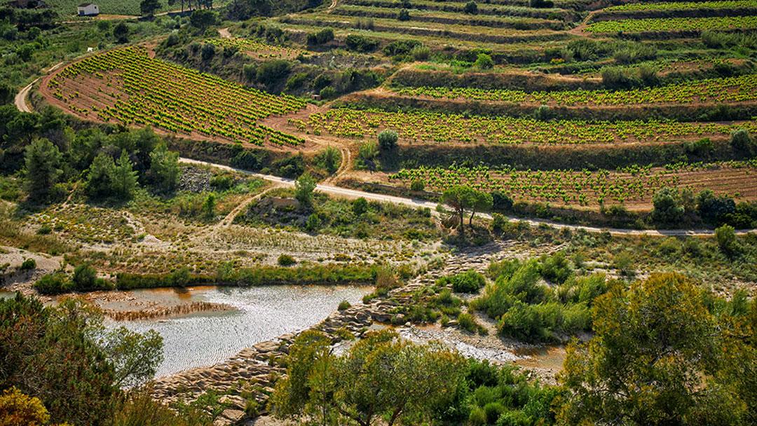 Batea y la tradicion vitivinicola de la terra alta