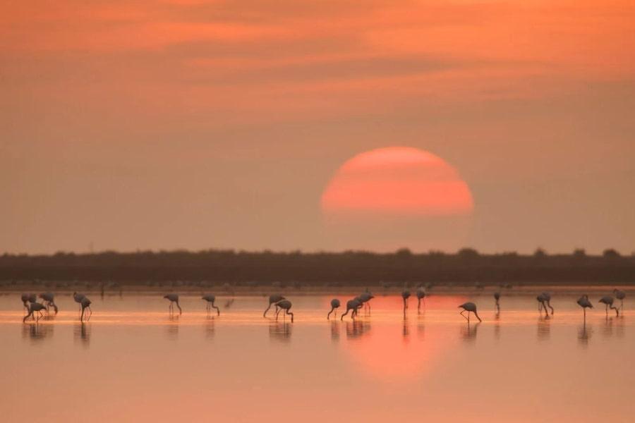 Delta del ebro biodiversidad y paisaje unico