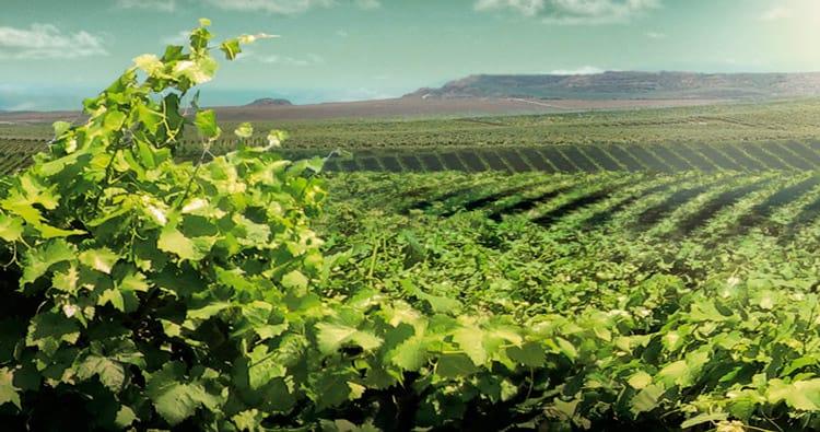 El futuro del sector vitivinicola en costers del segre