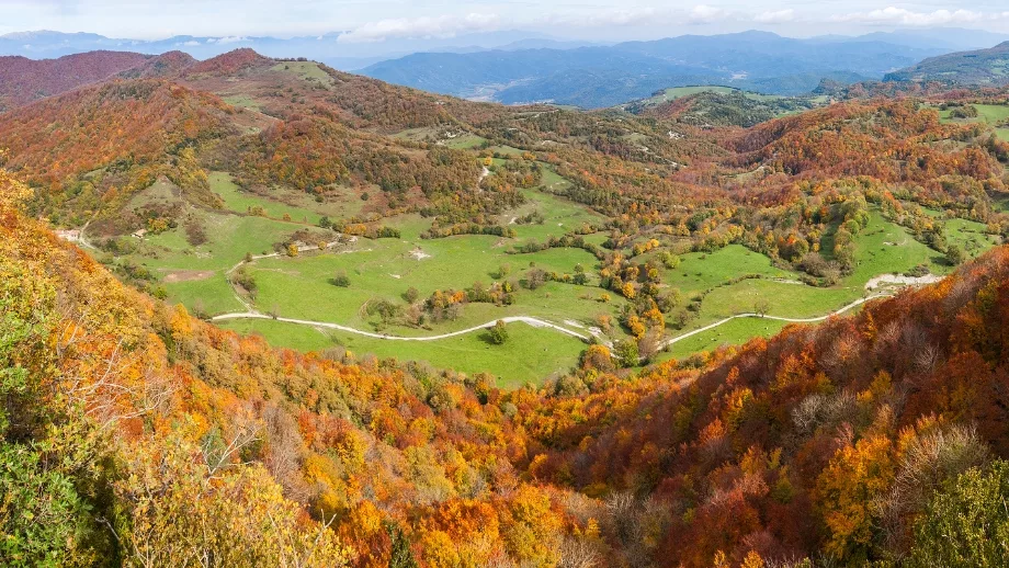 La fageda den jorda un bosque volcanico que parece de otro mundo