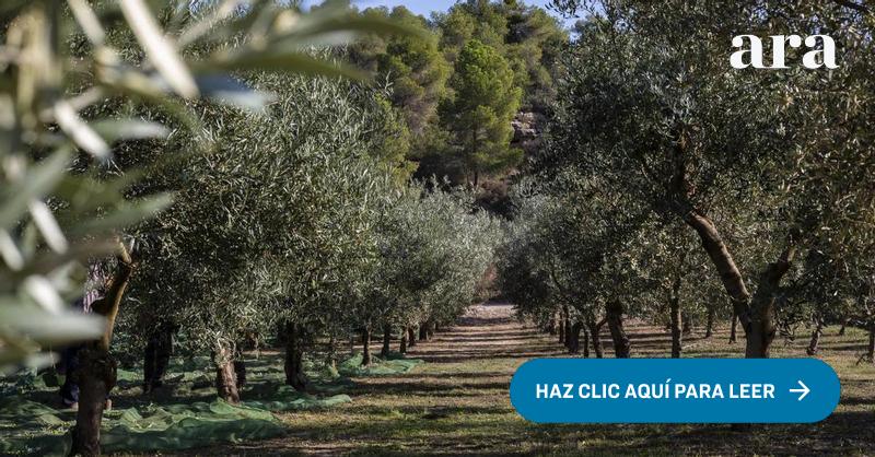 La feria del aceite en la terra alta