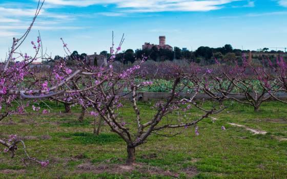 La primavera llega con color a sant vicenc dels horts de una manera increible