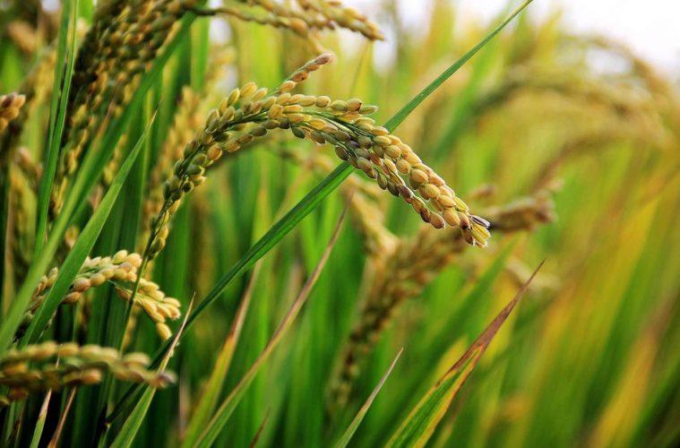 La tradicion arrocera en el delta del ebro