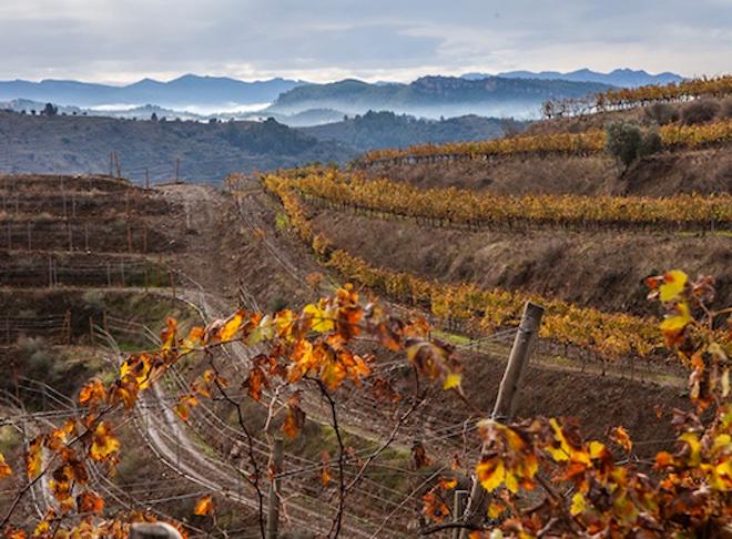 La transformacion del sector vitivinicola en el priorat