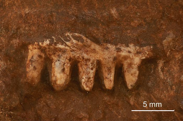 Las cuevas de serinya esconden fosiles que parecen de otra era