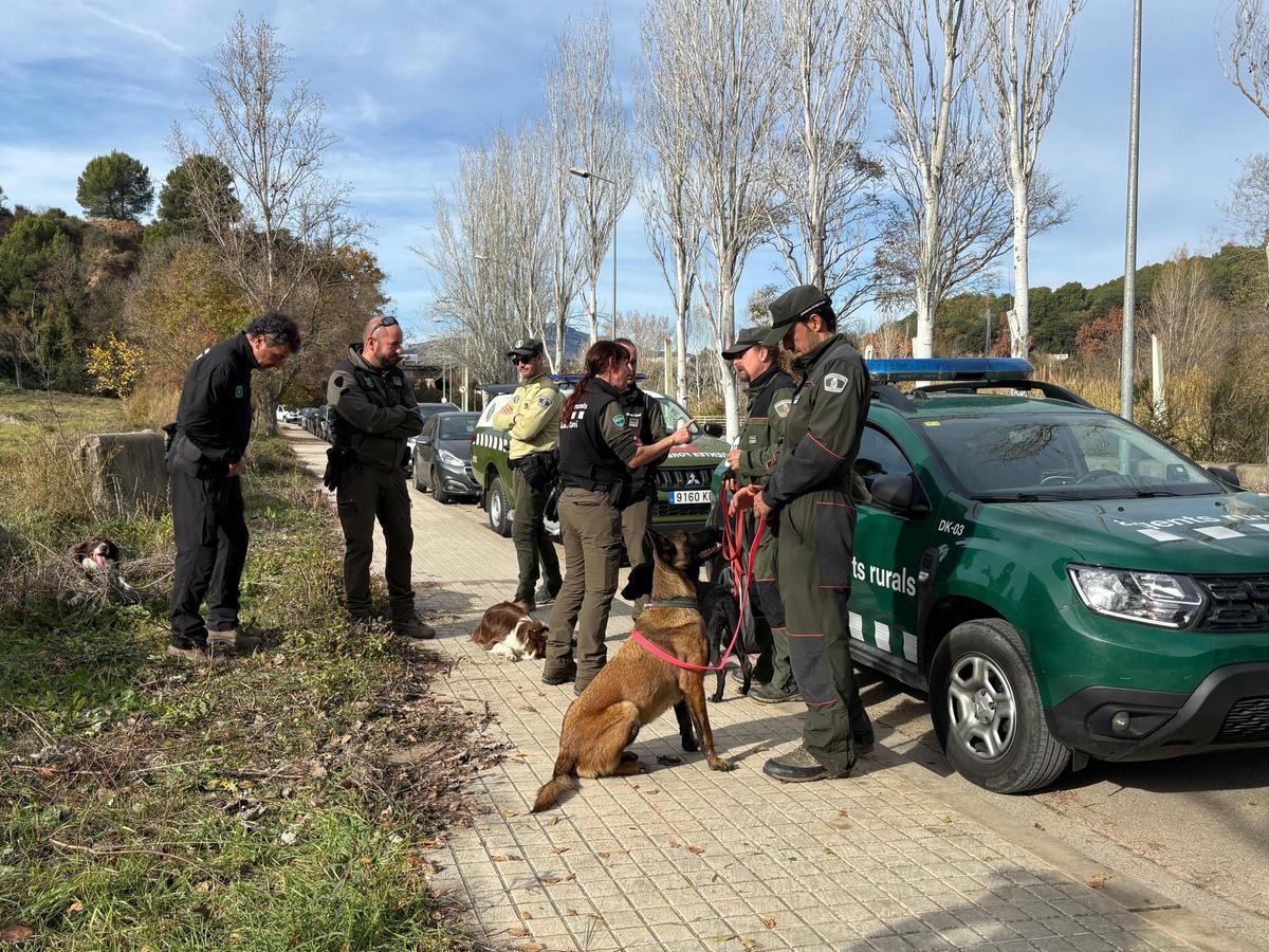 Cómo los perros rastreadores encuentran jabalíes muertos por peste porcina: un enfoque i ovador en la sanidad animal