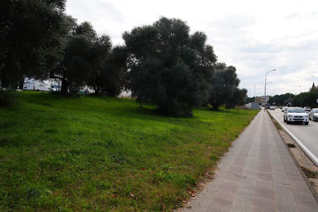 Girona convierte frutas de árboles urbanos en productos alimentarios para combatir el desperdicio de alimentos