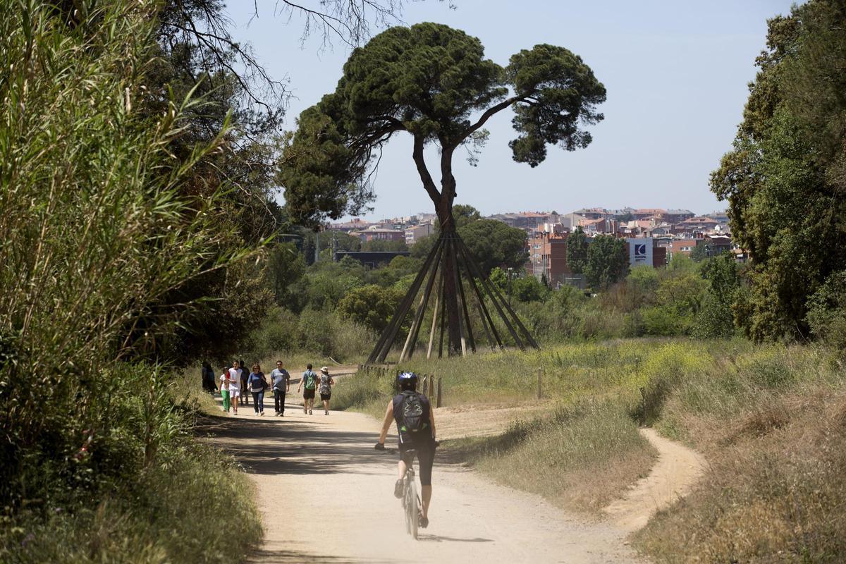 Descubre los 64 municipios de Cataluña con restricciones de acceso a los bosques por la peste porcina africana