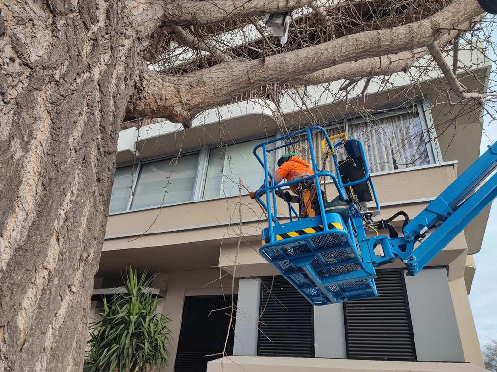 L’Ajuntament renovará 800 escocells y podará 100 árboles en las próximas semanas