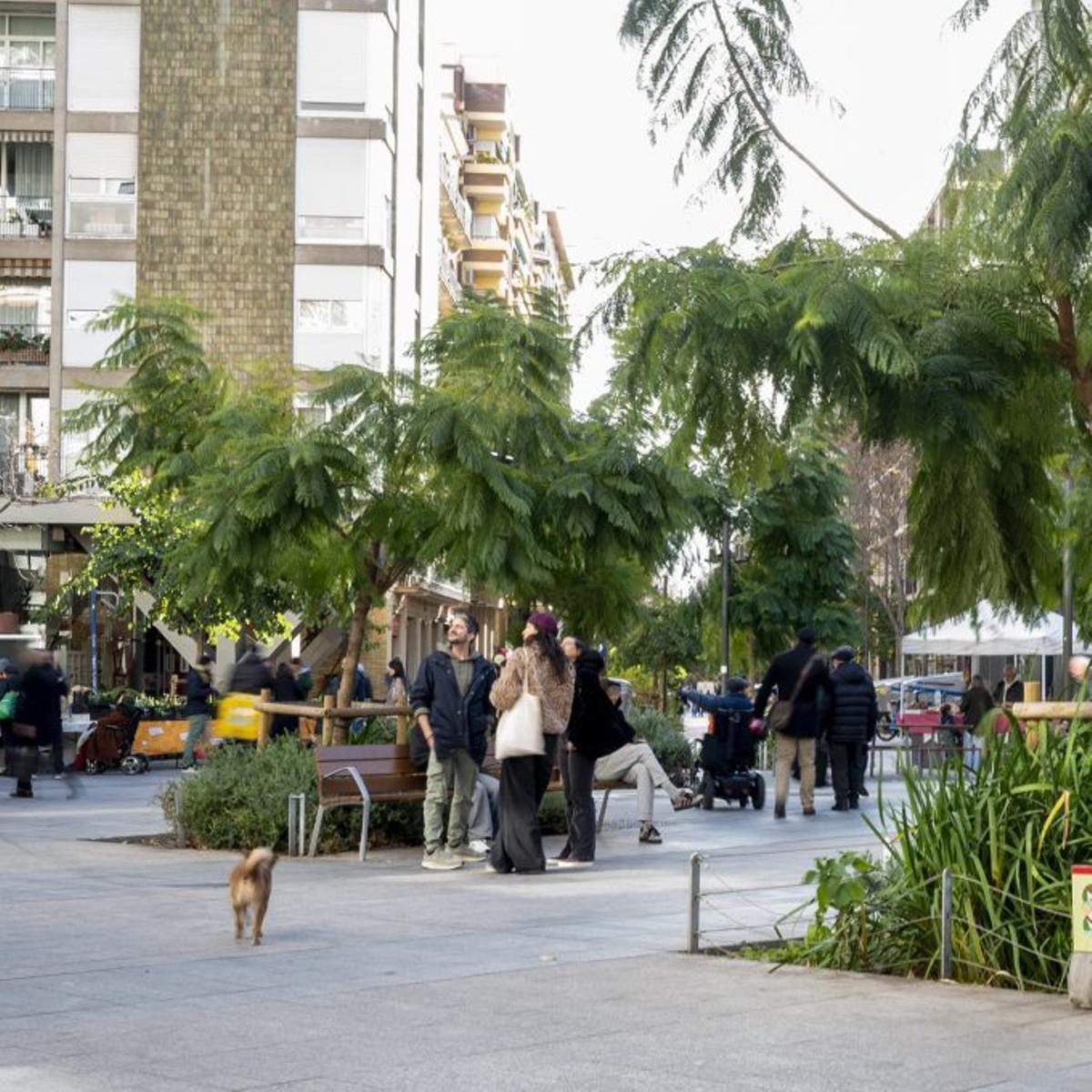 Radiografía Municipal: Aumento del Uso Social de los Ejes Verdes en la Ciudad