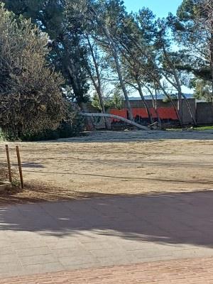 Renovación del Arbolado en el Patio de la Escuela Sant Jordi: Petición de las Familias