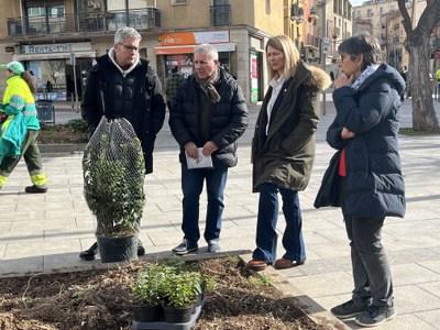 Transformación ecológica: 18 árboles y más de 1.300 plantas herbáceas para una Plaza Cervantes más verde