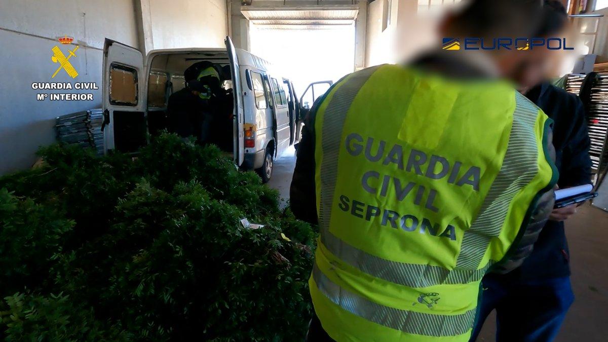 Hombre hallado sin vida en Budellera vinculado a red de tráfico de lentisco
