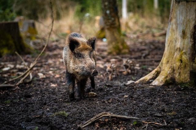 Collserola se cierra ante un caso de peste porcina africana