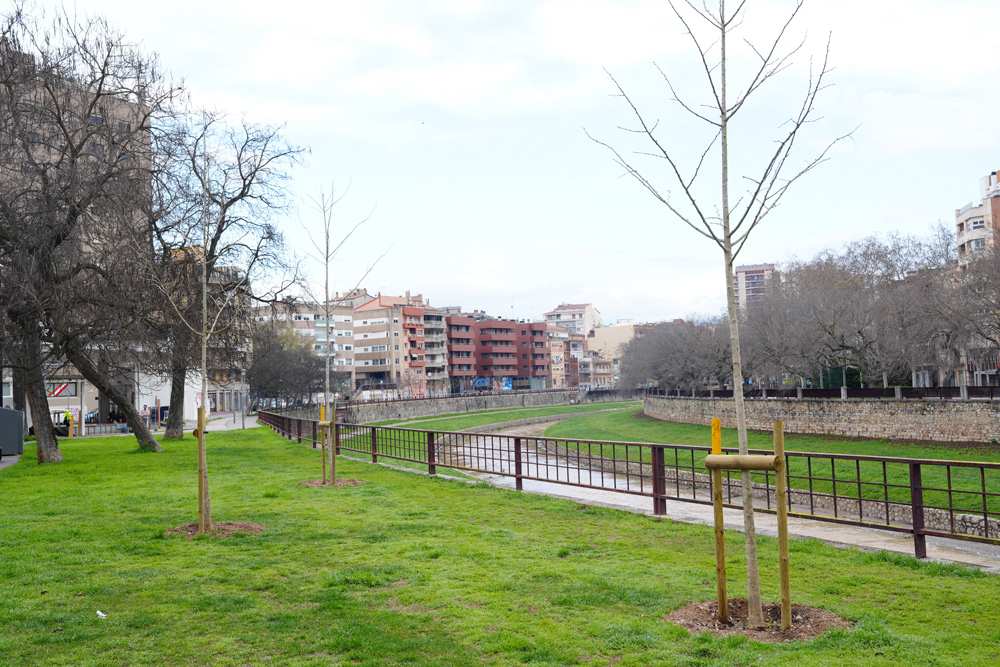 Ajuntament de Girona planea plantar 150 árboles en el próximo año: un impulso verde para la ciudad