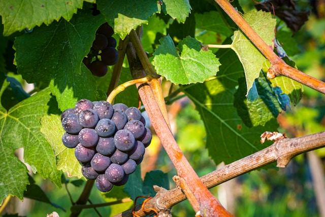 Impacto del cambio climático en el cultivo de la vid en Empordà