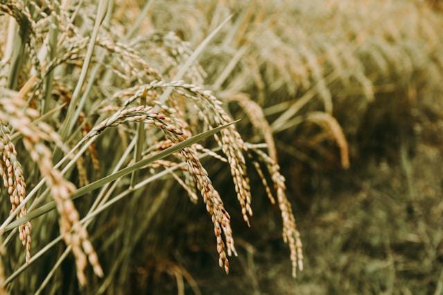 Impacto del cambio climático en el cultivo del arroz en el Delta del Ebro
