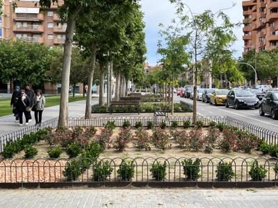 Renovación Integral de Parterres en la Rambla de Aragó: Mejora del Espacio Urbano y Ecológico