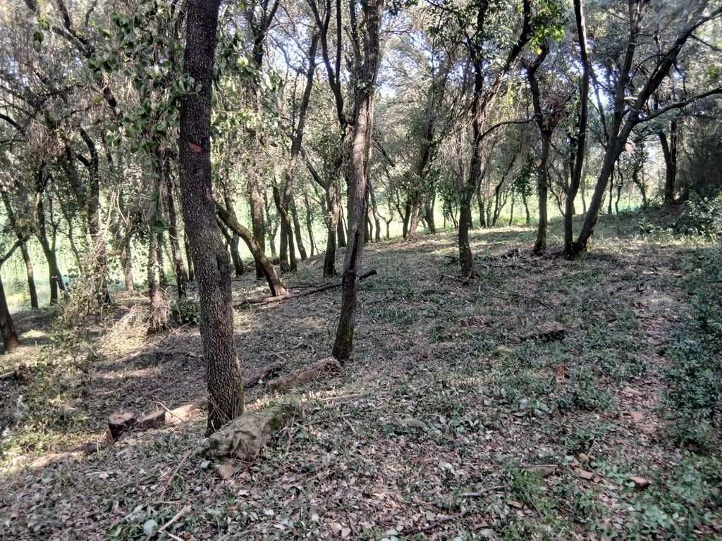 Girona Refuerza la Prevención de Incendios con un Nuevo Contrato de Mantenimiento de Bosques y Espacios Abiertos