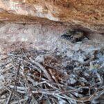 Recuperación del Auferny en Montseny y Sant Llorenç del Munt: Tercer Año de Anillamiento de Pollos