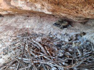 Recuperación del Auferny en Montseny y Sant Llorenç del Munt: Tercer Año de Anillamiento de Pollos