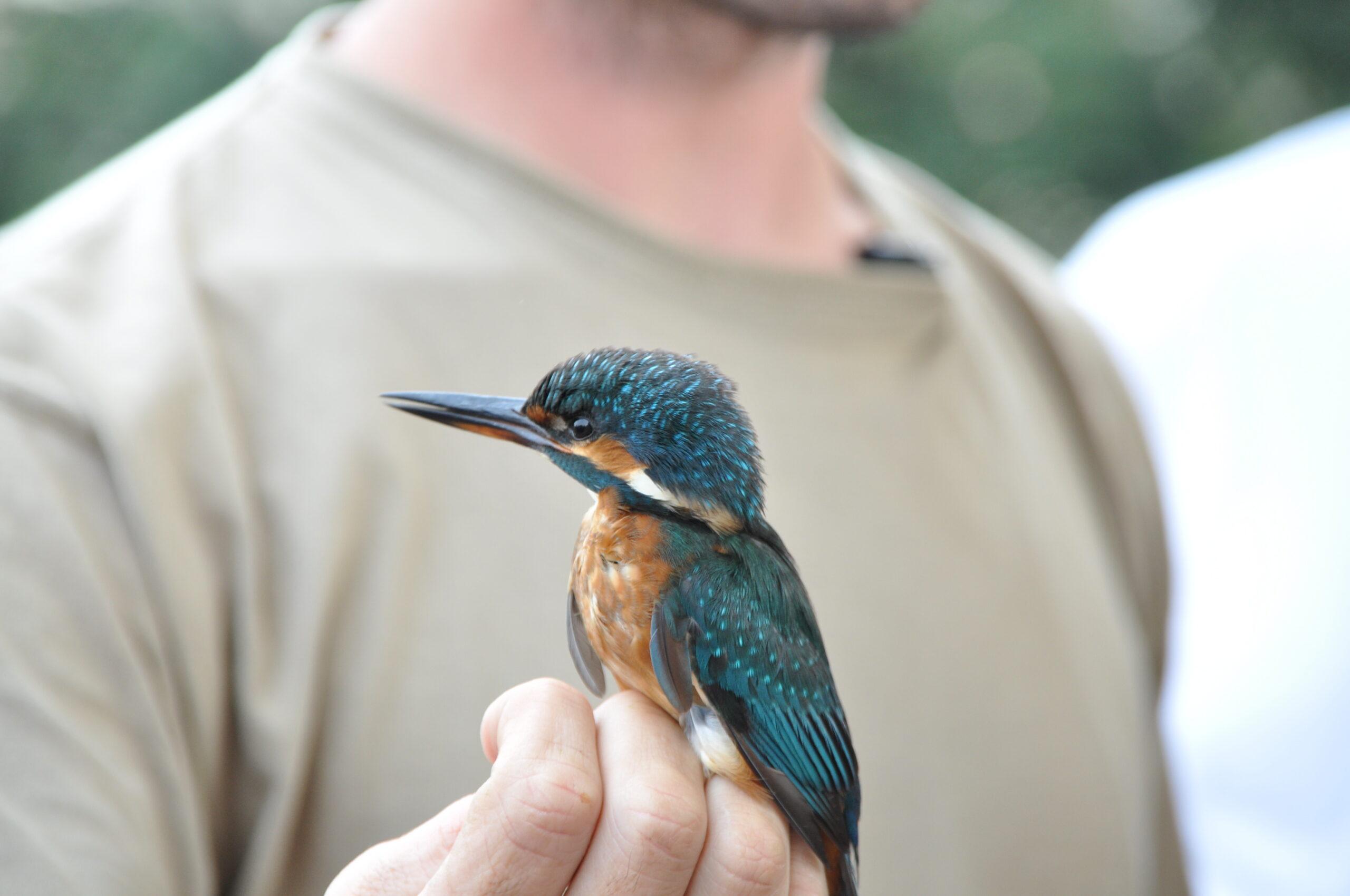 Descubre los Aves del Río en el Parc Fluvial del Besòs: Jornada de Anillamiento Abierta al Público