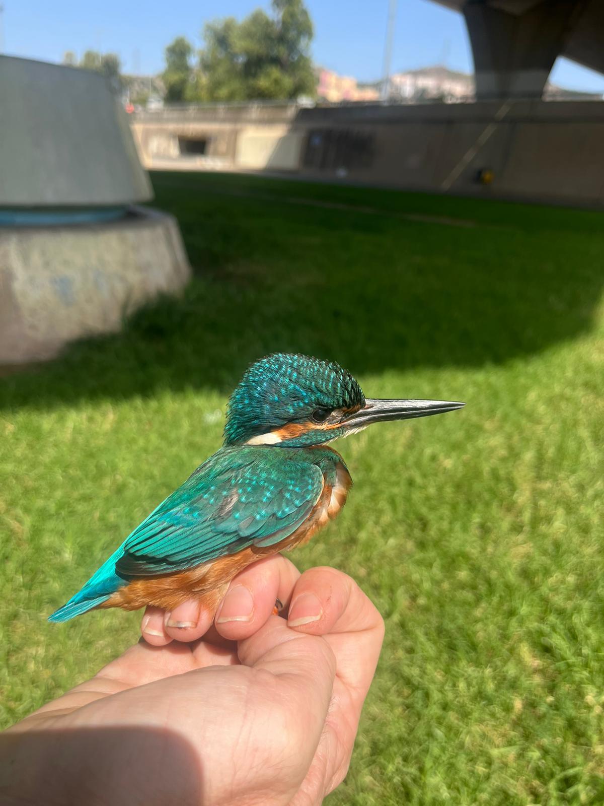 Descubre las 9 Nuevas Especies de Aves Registradas en la Jornada de Anillamiento Científico del Parc Fluvial del Besòs