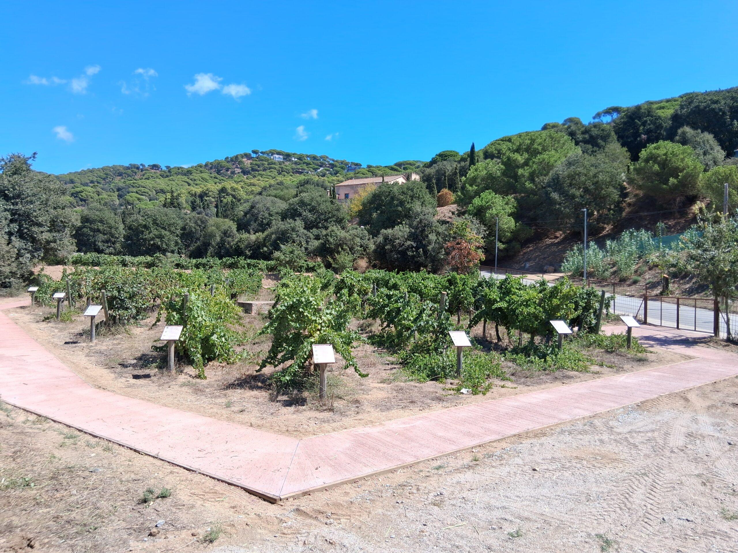 Descubre el nuevo itinerario accesible en la vinya testimonial de Can Magarola en el Parc de la Serralada Litoral, Alella