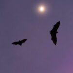 Bats barcelona