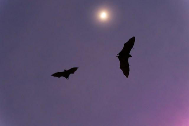 Bats barcelona
