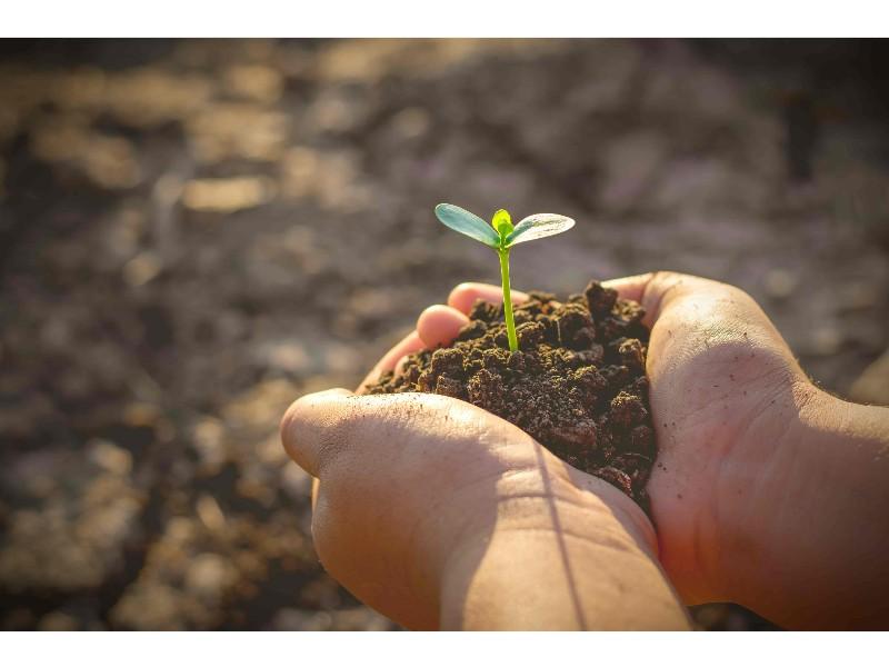 Fitó impulsa una innovadora font de proteïnes vegetals basada en la fava com a alternativa sostenible a la soja i el pèsol