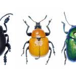 Catálogo recopila 1.534 especies de coleópteros del Parc Natural de Sant Llorenç del Munt i l'Obac