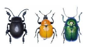 Catálogo recopila 1.534 especies de coleópteros del Parc Natural de Sant Llorenç del Munt i l'Obac