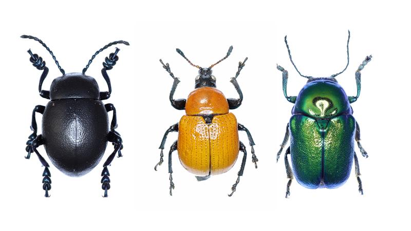 Catálogo recopila 1.534 especies de coleópteros del Parc Natural de Sant Llorenç del Munt i l'Obac