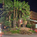 La Brigada Municipal realiza trabajos de poda preventiva en las palmeras de la rotonda de la avenida Catalunya