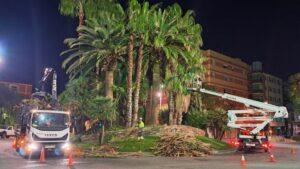 La Brigada Municipal realiza trabajos de poda preventiva en las palmeras de la rotonda de la avenida Catalunya